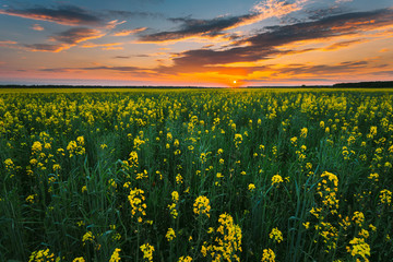 Sunset Sky Over Horizon Of Spring Flowering Canola, Rapeseed, Oilseed Field Meadow Grass. Blossom...