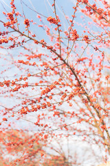 Dense of Texas winterberry (Ilex Decidua) red fruits on tree branches on sunny winter day