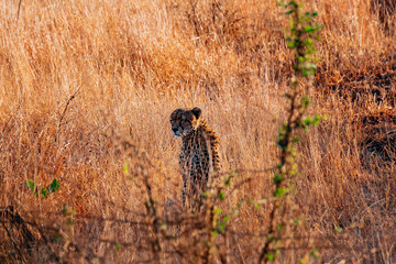 cheetah in forest