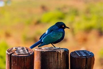 blue jay on branch
