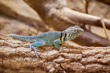 Naklejka na ściany i meble male common collared lizard on a branch