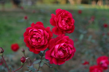 the beautiful red rose in the garden.