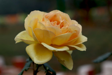 Pinkish Yellow Awesome Single Rose Flower Closeup