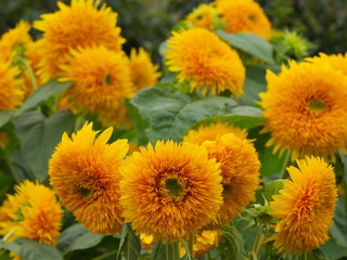 小さな夏の使者