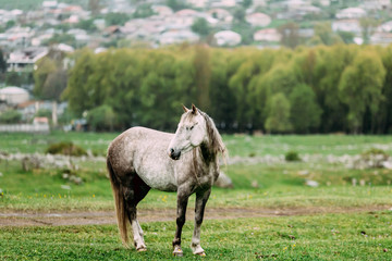 Naklejka na ściany i meble Gray Horse Grazing On Green Mountain Slope In Spring In Mountains Of Georgia