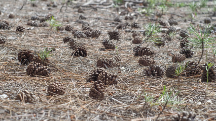 Natural forest resources from the cones