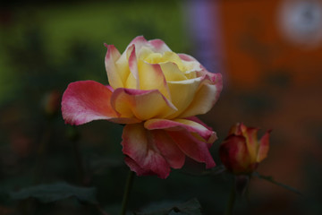Beautiful Pinky Yellow Rose in the Garden Closeup