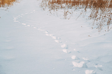 Human Footsteps footprints in deep snow In sunny winter day