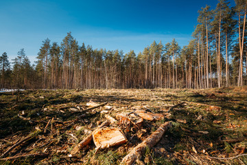 Fallen Tree Trunks And Stumps In Deforestation Area. Pine Forest Landscape In Sunny Spring Day....