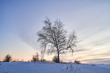 Winter landscape-frosty trees in a snow-covered birch forest on a Sunny morning. Calm winter nature in sunlight