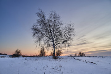 Fototapeta premium Winter landscape-frosty trees in a snow-covered birch forest on a Sunny morning. Calm winter nature in sunlight
