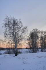 Winter landscape-frosty trees in a snow-covered birch forest on a Sunny morning. Calm winter nature in sunlight