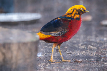 Golden Pheasant (Chrysolophus pictus) walking behind a tree stump