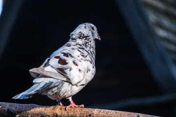 White pigeon (Columba livia) with brown stains standing on a branch of a tree from back