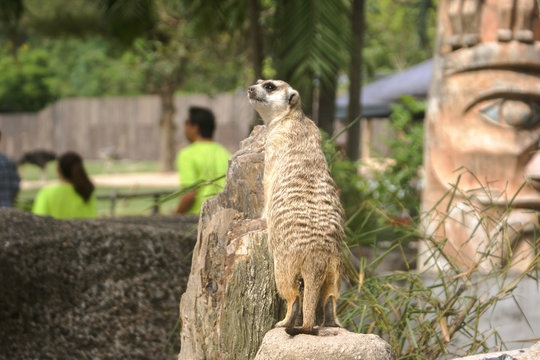 Mercat (Surikate) at the zoo, Thailand