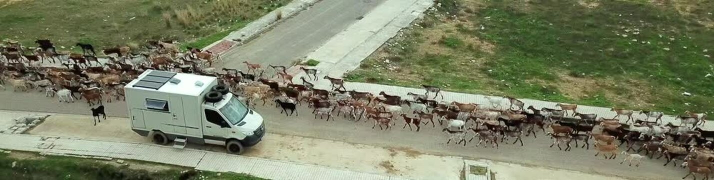 Goatherd walks with herds of goats and dogs through polluted countryside in Guillena Spain