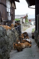 愛媛県大洲市　　アオシマ野猫たち