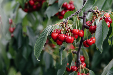 Ripe bunches of red cherries on the branches of a tree