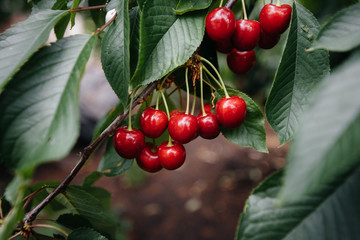 Ripe bunches of red cherries on the branches of a tree