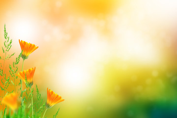 Naklejka na ściany i meble Colorful bright flowers marigold against the background of the summer landscape.