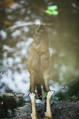 Dog walking on wet rainy road. Raining day