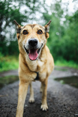 Dog running on wet alley in cloudy day