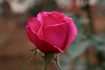 Beautiful Pink Rose in the Garden Closeup