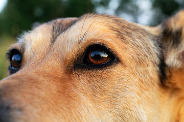 Closup at eye of Smart dog looking away in nature