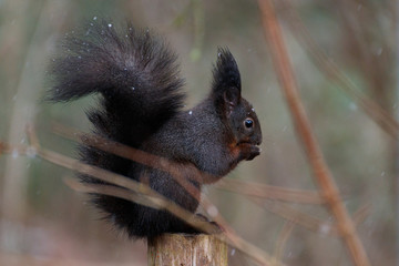 Eichhörnchen isst Haselnuss