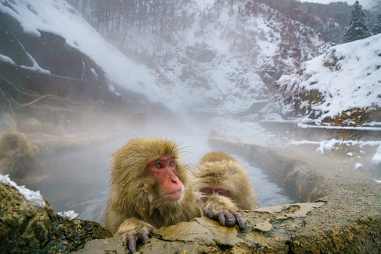 ニホンサル の画像 175 件の Stock 写真 ベクターおよびビデオ Adobe Stock