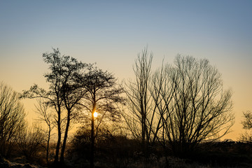tree at sunrise 