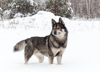 dog on a background of white snow