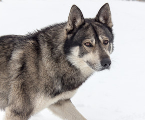 dog on a background of white snow