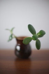 Young crassula flower or money tree in a vase on the table.