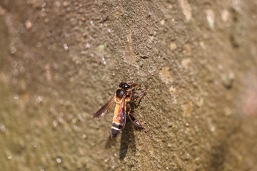 bee or honeybee drinking water in hot day , honey bees