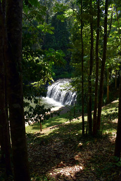 A view looking down upon the Malanda Falls through trees