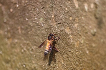 bee or honeybee drinking water in summer , honey bees