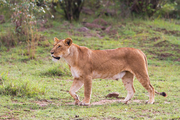 lion female walking in the Masai Mara Game Reserve in Kenya