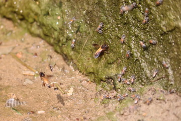 bee or honeybee drinking water in spring , honey bees