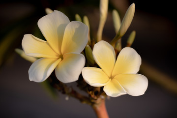 Obraz na płótnie Canvas Close up of white and yellow Frangipani flowers. Blossom Plumeria flowers on dark blurred background. Flower background for decoration.