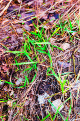 young green grass in spring forest