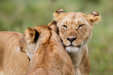 Naklejka na ściany i meble lion female and cub showing affection in the Masai Mara Game Reserve in Kenya