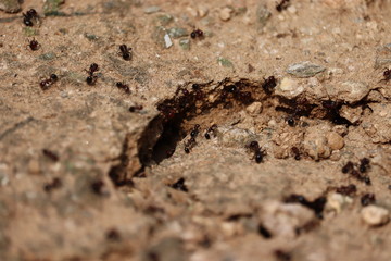 Strong jaws of red ants close-up