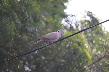 white dove on cable