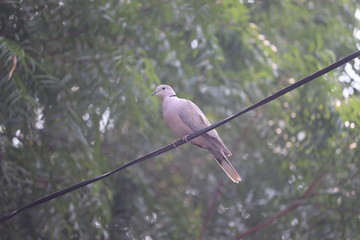 white dove or pigeon on cable