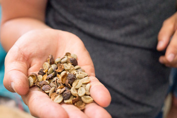  coffee grains in a man's hand