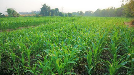 green wheat field of corn