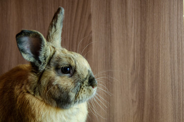 Portrait of a home decorative rabbit