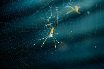 女郎蜘蛛と蜘蛛の巣