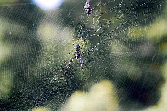 蜘蛛と蜘蛛の巣